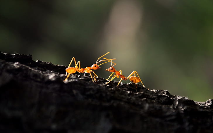 Ant Macro, ant, macro, graphy wallpaper
