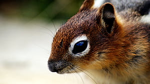 Chipmunk, Animals, , wallpaper