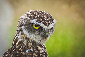 Bald Eagle, eagle, animals, birds wallpaper