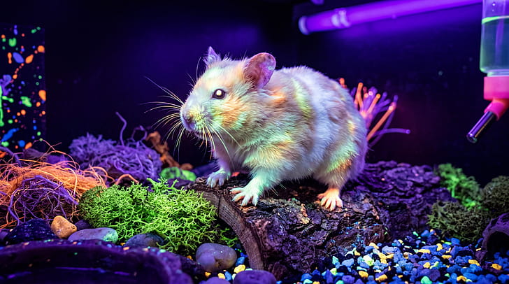 Hamster wallpaper
