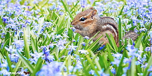 Chipmunk, Animals, wallpaper