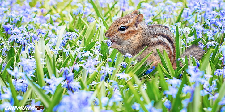 Chipmunk, Animals, wallpaper