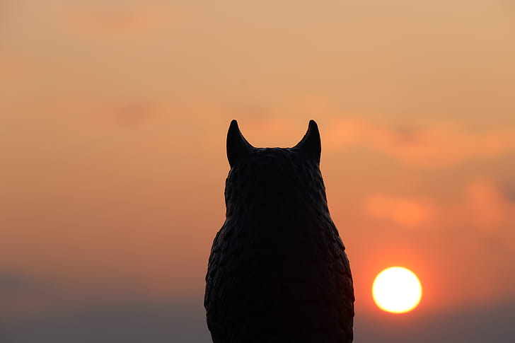 Plastic Protector, graphy, sunset wallpaper