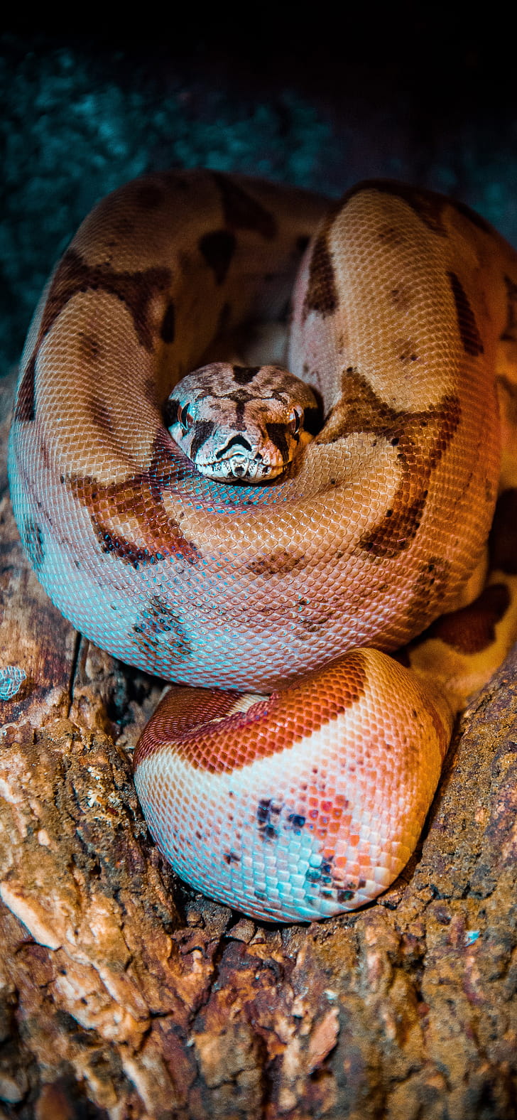 Snake , iPhone 11 Pro Max, Snake pattern, phone wallpaper