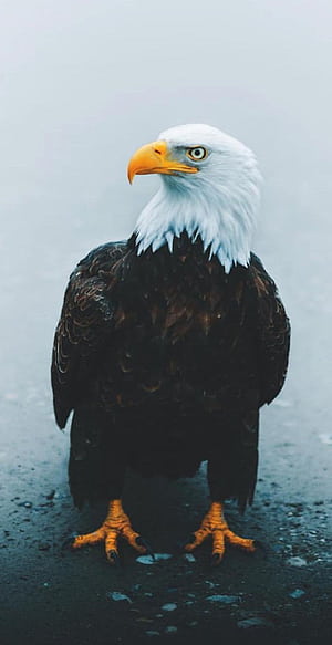 Bald Eagle,  , Highest quality,  now phone wallpaper