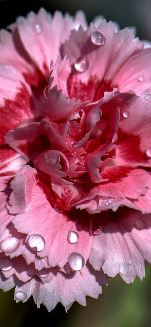 Drops, Carnations phone wallpaper