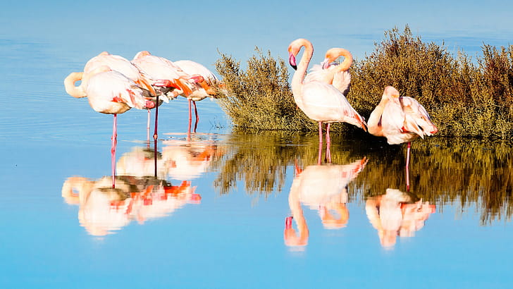 Reflection, Flamingos wallpaper