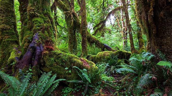 Moss, Amazon Rain Forest wallpaper