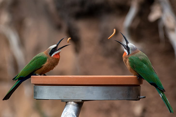 White-fronted Bee-eater, Animal, bee-eater wallpaper