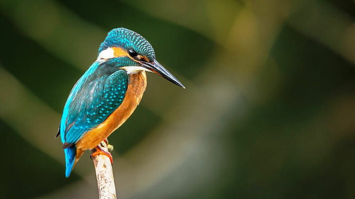 Kingfisher, Birds wallpaper
