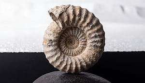 Ammonite Echo —   Fossil Shell wallpaper