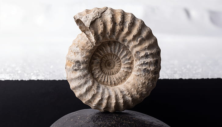 Ammonite Echo —   Fossil Shell wallpaper
