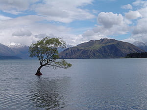 Tree, Trees wallpaper