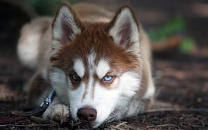Husky, , Background wallpaper