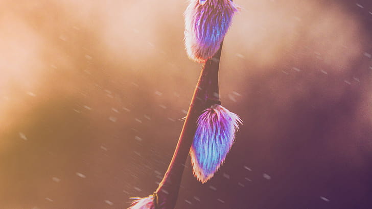 Spring graphy, spring, nature, graphy wallpaper