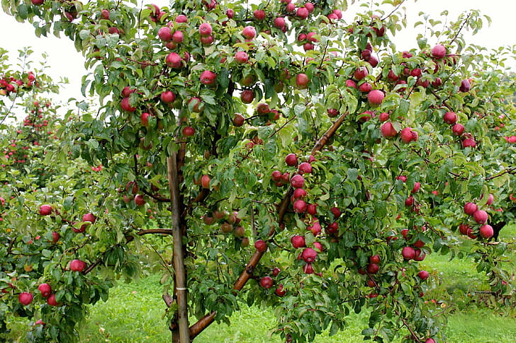 Apple Tree, Apple tree , Backgrounds, wallpaper