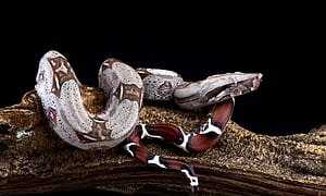Boa Constrictor Care, Ball Python Breeder, Expert Guide, UK Beast wallpaper