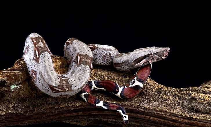 Boa Constrictor Care, Ball Python Breeder, Expert Guide, UK Beast wallpaper