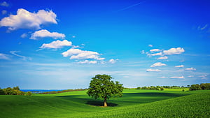 Tree Field Plain , fields, tree, plain, nature wallpaper