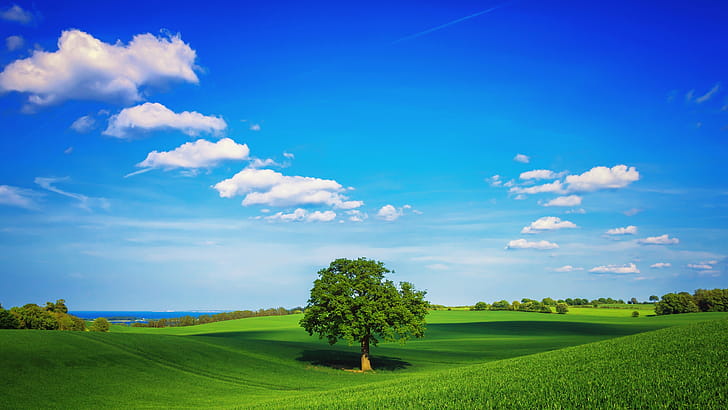 Tree Field Plain , fields, tree, plain, nature wallpaper