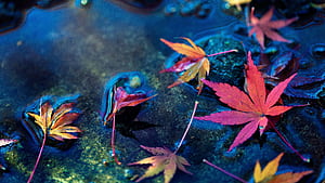 Maple leafs,  nature,  , wallpaper