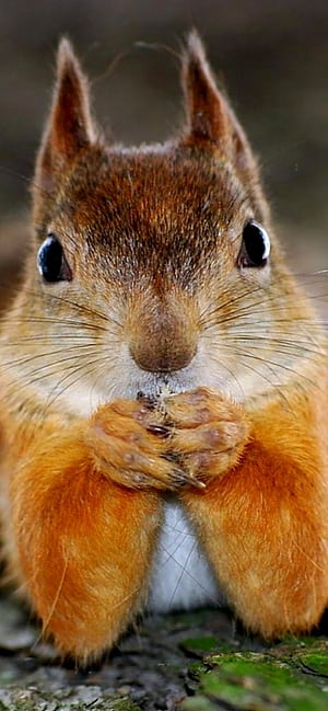 Funny squirrel , Comic squirrel phone wallpaper