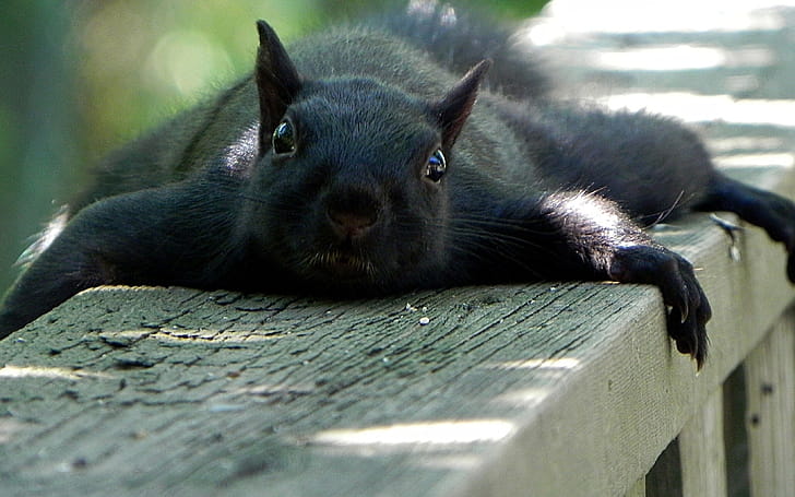 Black flying squirrel, Squirrels wallpaper