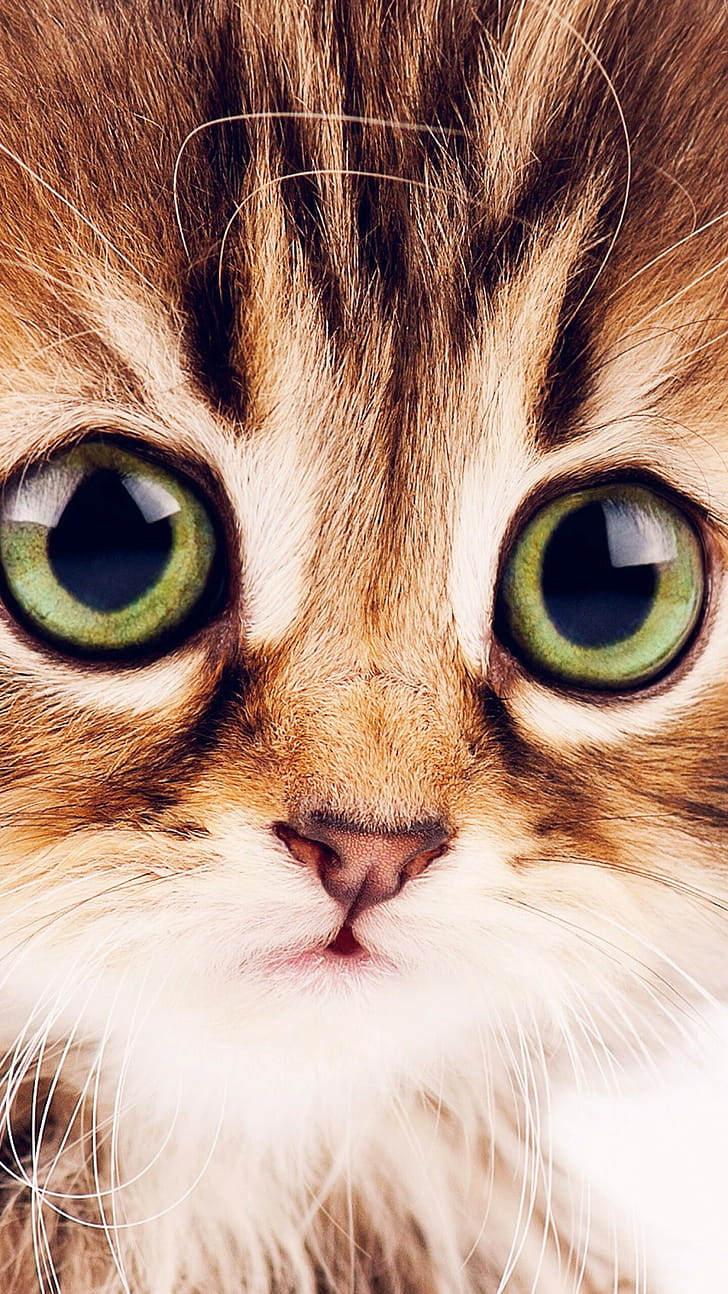Close-up, Kittens phone wallpaper