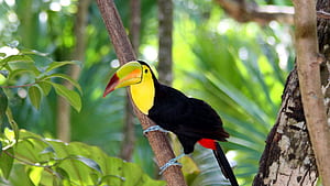 Toco, Toucans wallpaper