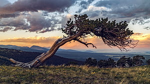Bristlecone, Pine Trees wallpaper
