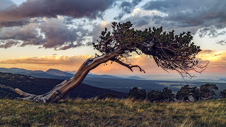 Bristlecone, Pine Trees wallpaper