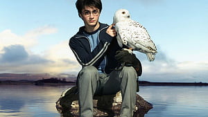 Hedwig, wallpaper