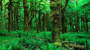 Forest wallpaper