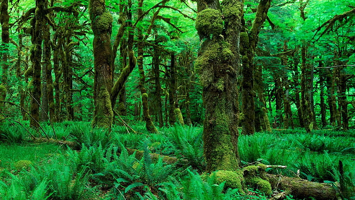 Forest wallpaper
