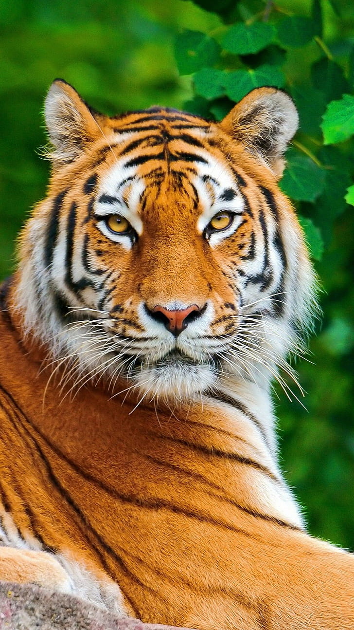 Galactic tiger, Captivating , Mesmerizing visuals, Striking phone wallpaper