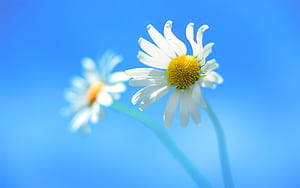 Windows 8 Official, windows, computer, windows-8, original, flowers wallpaper