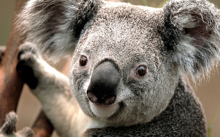 Koala , Widescreen , Full , PC wallpaper