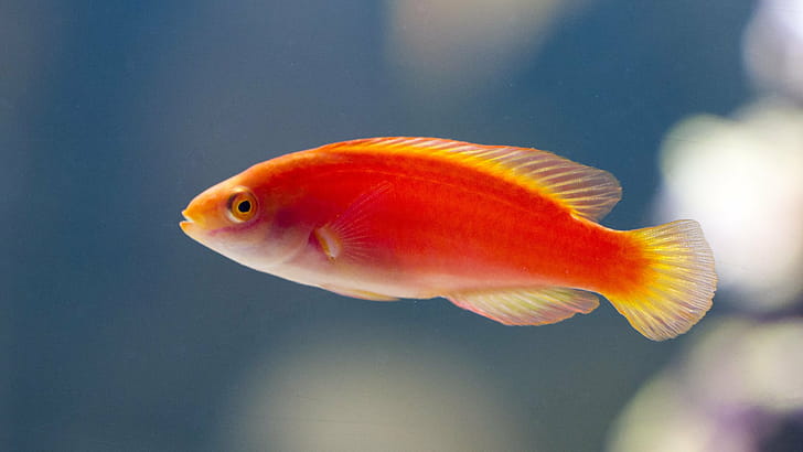 Flame wrasse, Fish wallpaper