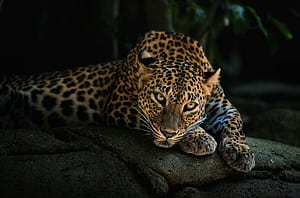 Leopard, leopard, animals wallpaper