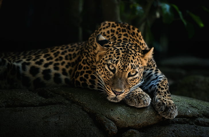 Leopard, leopard, animals wallpaper