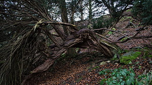 Twisted tree, wallpaper