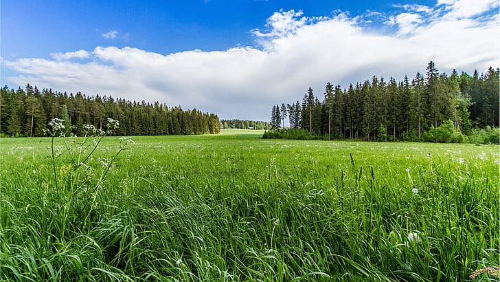 Meadow, Grass wallpaper