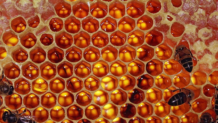 Honeycombs, Bees wallpaper