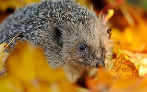 Close-up, Hedgehogs wallpaper