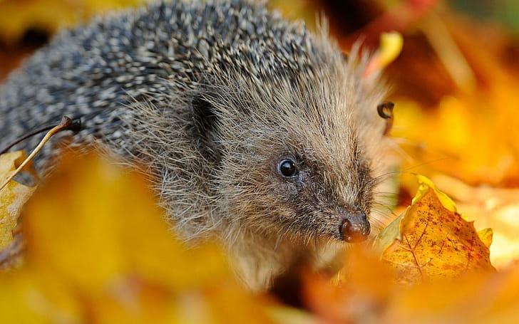 Close-up, Hedgehogs wallpaper