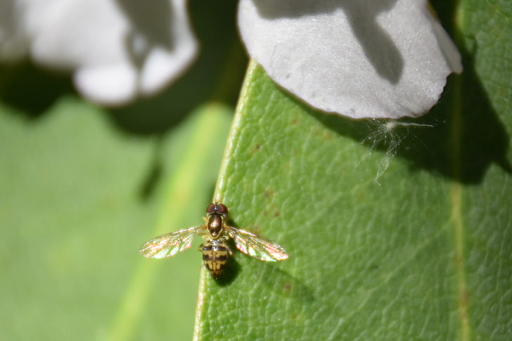 Close-up, Bee, Insect, Macro wallpaper