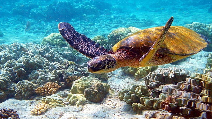 Turtle, Full  , Stunning visuals, wallpaper