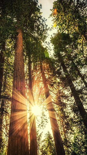 Forest sunlight, Sun phone wallpaper