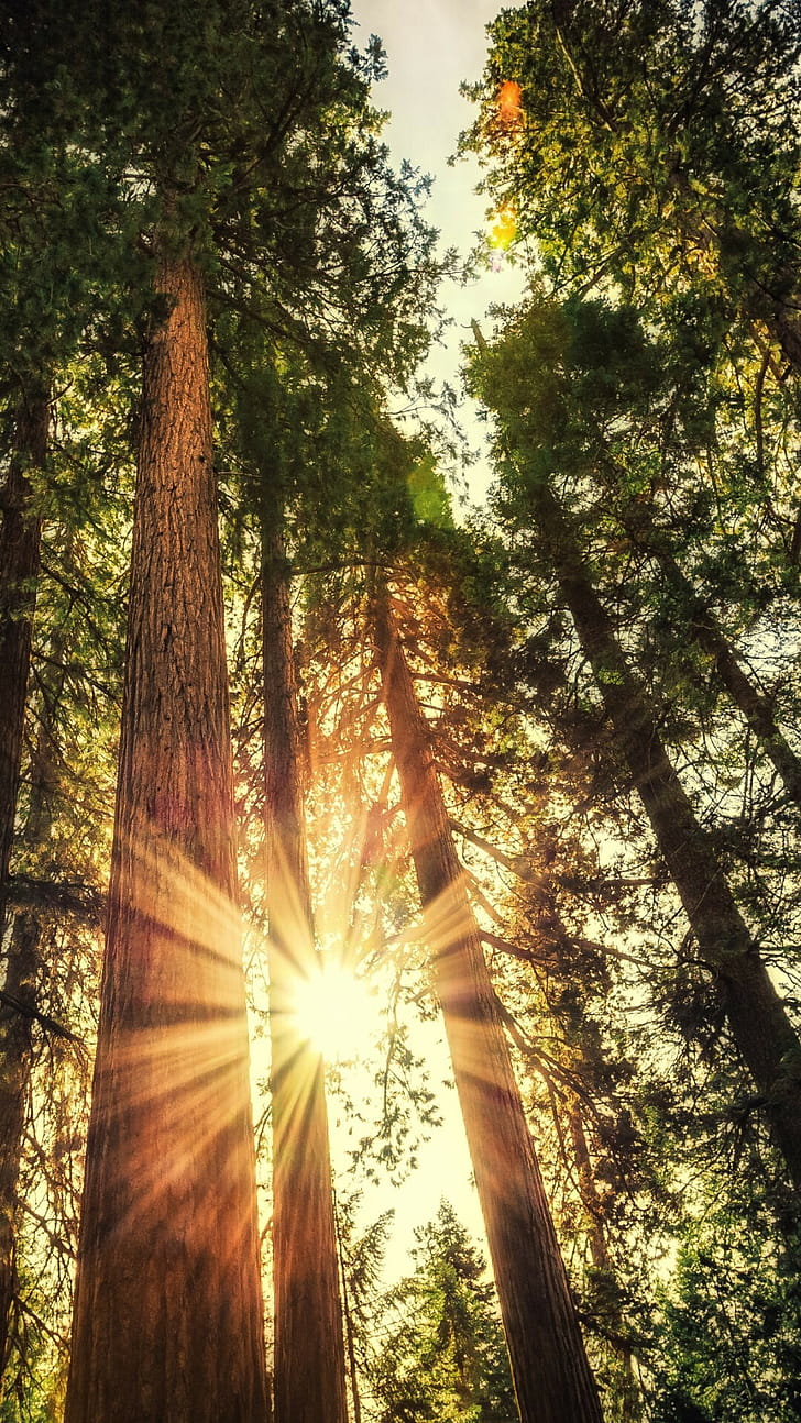 Forest sunlight, Sun phone wallpaper