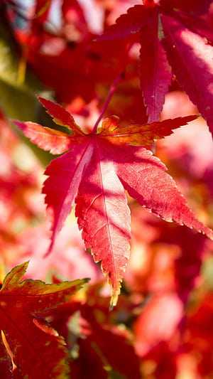 Red tree leaf, Full , phone wallpaper